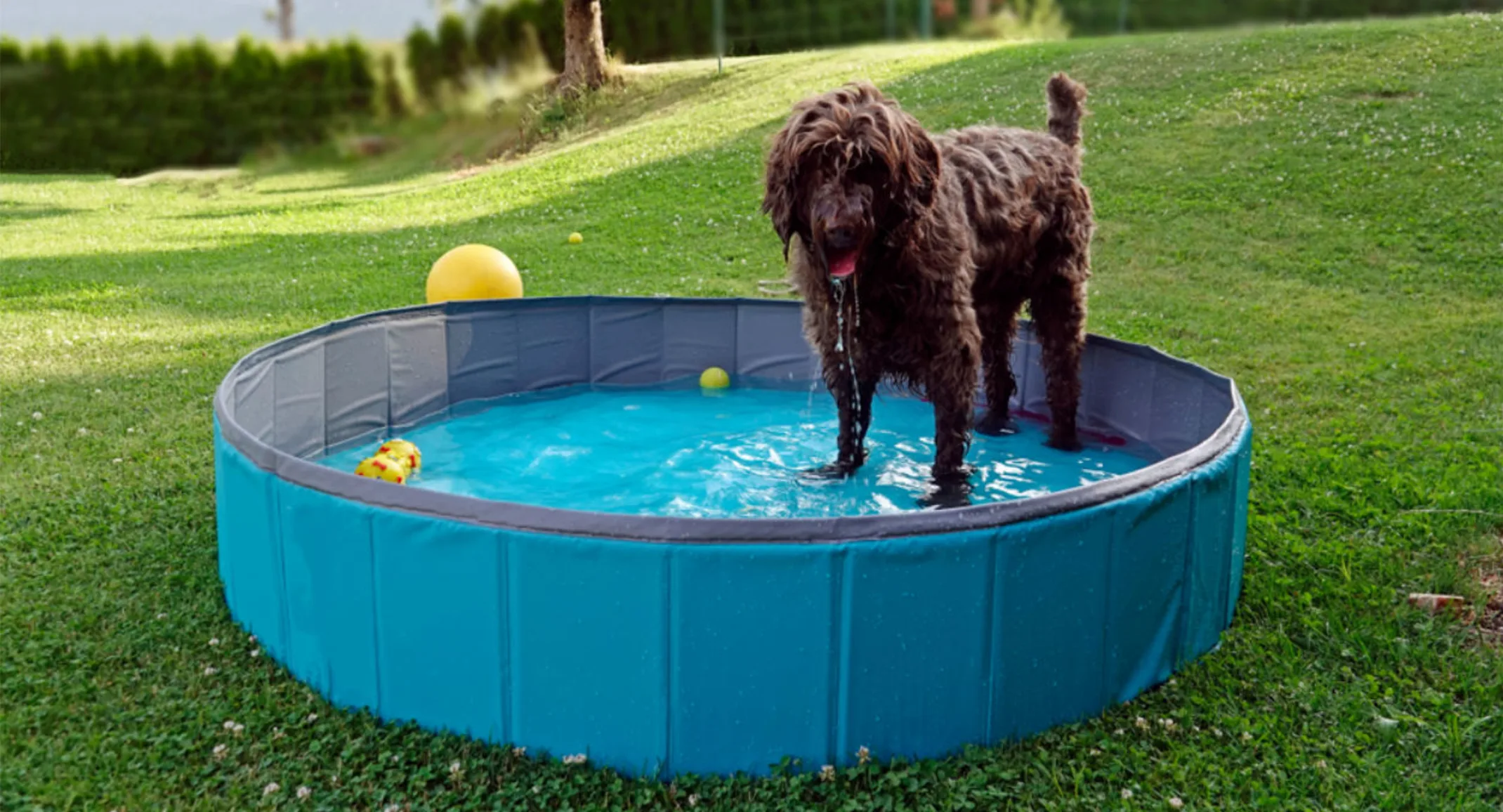 A Brown Dog Playing in a Plastic Pool